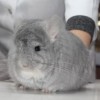 Кирилла