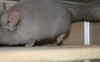 3,5 мес
