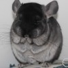 Карбон