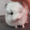 Мафиозник