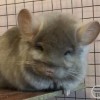Санжел