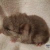 Тиффани