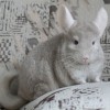 Лиза