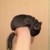 2 мес