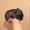 2 мес