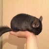 2 мес