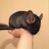 2 мес