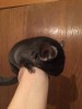 5 мес