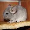 Крисс