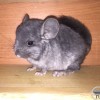 Пончик