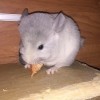Ланс