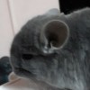 джуна 