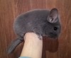 6 мес 