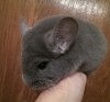 6 мес 