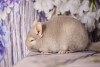 8 мес