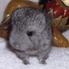 Наирина