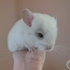 Ластик