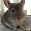 Мила
