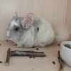 Капучино