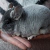 Маньяна