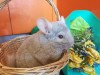 20.03.2020