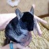 Лаки