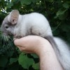 Калинка