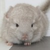 Коржик