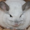 Кеико