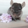 Несквик