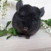 Султан
