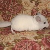 Лакки