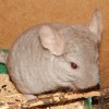 Лакки