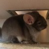 Клавдия