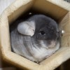 Каприз