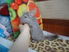 2 мес
