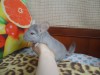 2 мес