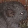 Же_Дэ нчж