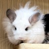 Устин