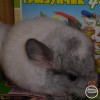 Полина