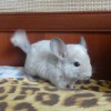 Селина Би Ши
