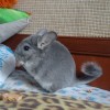 Кастелла