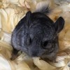 Ласка