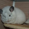 Ласка