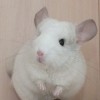 Фил
