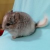 Вольха
