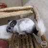 Орешек полу рекс