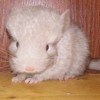 Палома