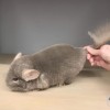 Плюшка