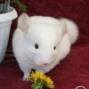 Ванадий